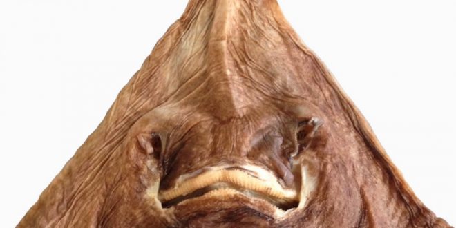 Scientists discover more than 133 new species in 2016