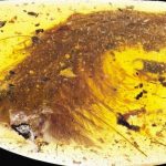 Scientists make breathtaking find encased in 99 million-year-old amber