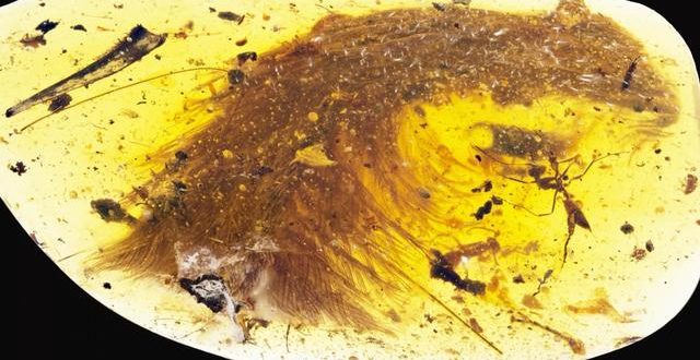 Scientists make breathtaking find encased in 99 million-year-old amber