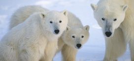 The Number of Polar Bears Slowly Decreasing, Says New Research