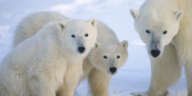 The Number of Polar Bears Slowly Decreasing, Says New Research