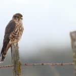 Volunteers participate in annual Christmas bird count for 2016 - 2017