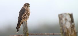 Volunteers participate in annual Christmas bird count for 2016 - 2017