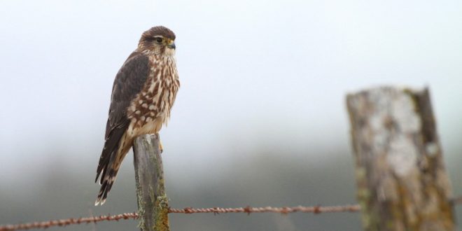 Volunteers participate in annual Christmas bird count for ‘2016 – 2017’