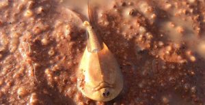 Alien-looking shrimp of the desert appear in Central Australia after heavy rain (Photo)