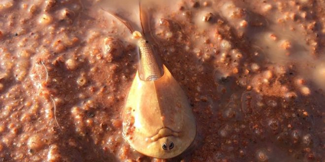 Alien-looking shrimp of the desert appear in Central Australia after heavy rain (Photo) Alien-looking shrimp of the desert appear in Central Australia after heavy rain (Photo)