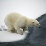 Arctic area pollutants threatening polar bear, finds new research
