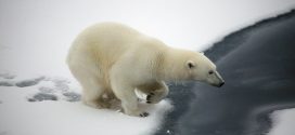 Arctic area pollutants threatening polar bear, finds new research