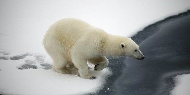 Arctic area pollutants threatening polar bear, finds new research