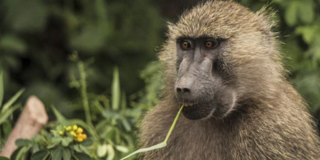 Baboons recorded making key sounds found in human speech, finds new research