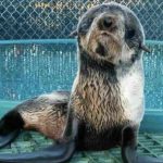Baby fur seal pup spotted near boats recovering at Vancouver Aquarium (Video)