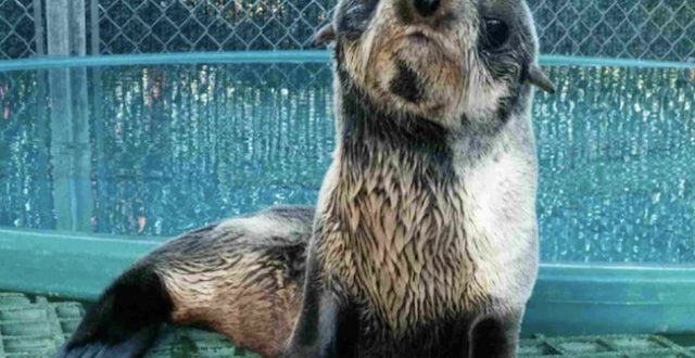 Baby fur seal pup spotted near boats recovering at Vancouver Aquarium (Video)