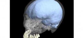 Brain and tooth size didn't co-evolve in humans, Says New StudyBrain and tooth size didn't co-evolve in humans, Says New Study