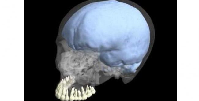 Brain and tooth size didn't co-evolve in humans, Says New StudyBrain and tooth size didn't co-evolve in humans, Says New Study