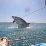 British tourist gets very close to great white shark (Video)
