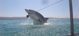 British tourist gets very close to great white shark (Video)