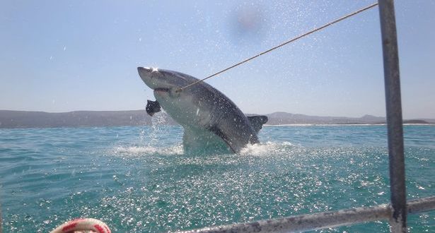 British tourist gets very close to great white shark (Watch)