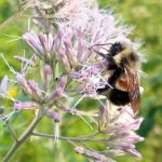 Bumblebee placed on endangered species list in US