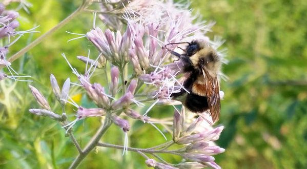 Bumblebee placed on endangered species list in US