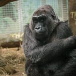 Colo, the oldest gorilla in captivity, dies in Columbus, Ohio