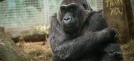 Colo, the oldest gorilla in captivity, dies in Columbus, Ohio