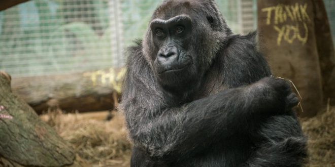 Colo, the oldest gorilla in captivity, dies in Columbus, Ohio