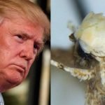 Donald Trump Moth Inspired by Yellow Head, Increasing Conservation Awareness (research)