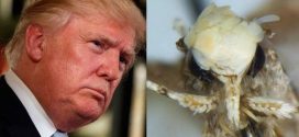 Donald Trump Moth Inspired by Yellow Head, Increasing Conservation Awareness (research)