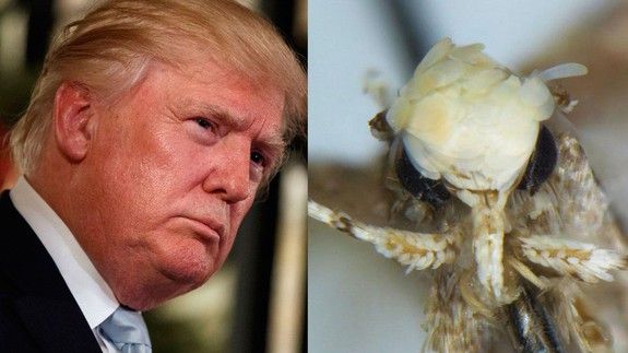 Donald Trump Moth Inspired by Yellow Head, Increasing Conservation Awareness (research)