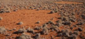 Ecologists Provide an Explanation for the Existence of “Fairy Circles”