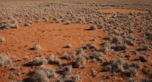 Ecologists Provide an Explanation for the Existence of “Fairy Circles”