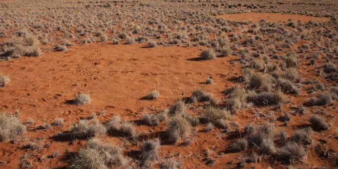 Ecologists Provide an Explanation for the Existence of “Fairy Circles”