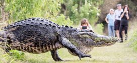 Giant 'Humpback' Alligator Casually Strolls Past Tourists (Video)