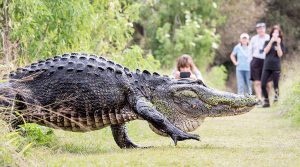 Giant 'Humpback' Alligator Casually Strolls Past Tourists (Video)