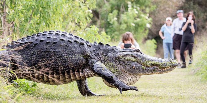 Giant 'Humpback' Alligator Casually Strolls Past Tourists (Video)