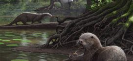 Giant otter fossil the size of a wolf discovered in China (new research)