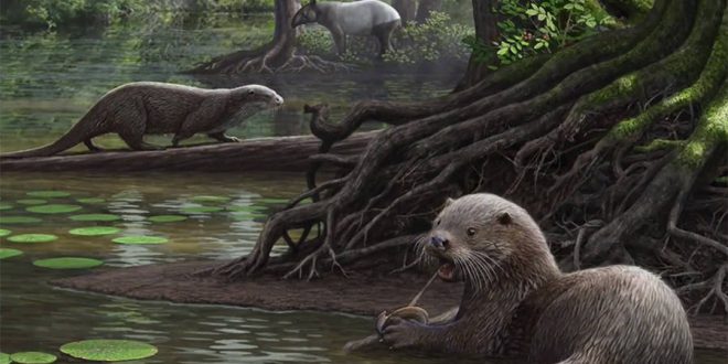 Giant otter fossil the size of a wolf discovered in China (new research)