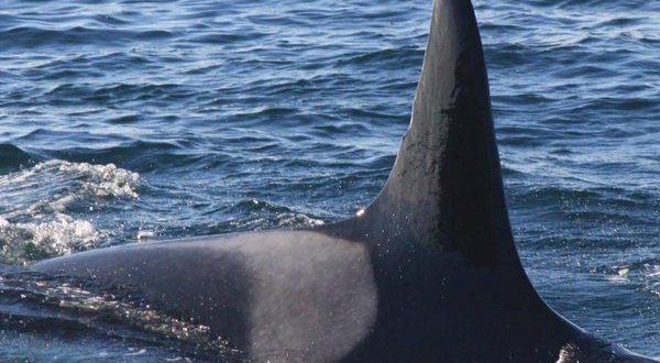 Granny the killer whale dies at 105, researchers say