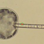 Human stem cells grown in pig embryos (new research)