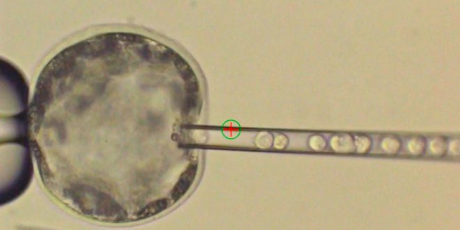 Human stem cells grown in pig embryos (new research)