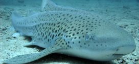 Lone zebra shark surprises researchers with pups