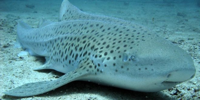 Lone zebra shark surprises researchers with pups
