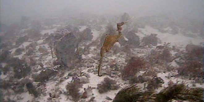 Mysterious ruby sea dragon has been caught on camera for the first time (Video)
