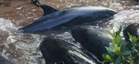 Mysterious stranding kills 81 false killer whales In Florida