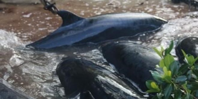 Mysterious stranding kills 81 false killer whales In Florida