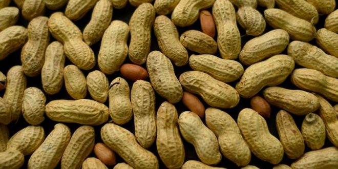 NIH: Infants should be fed peanuts to stave off allergies, Report