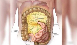 New human organ discovered - and you're going to love it!