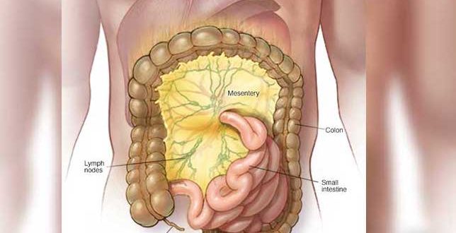 New human organ discovered - and you're going to love it!