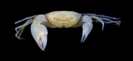 New species of crab named after Harry Potter (Photo)