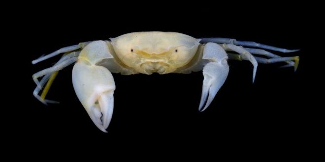 New species of crab named after Harry Potter (Photo)